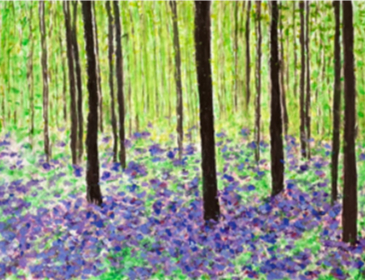 Dark tree trunks above a floor of bluebells